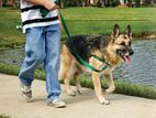 Dog Control Harness With Leash