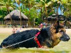 German Shepherd Dog for Crossing