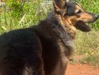 German Shepherd for Crossing