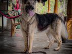 German Shepherd Dog for Crossing