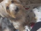 Terrier Mix Dog Crossing