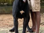Cane Corso Dog Crossing