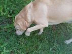 Dog Crossing