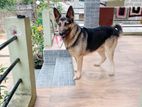 Germen Shepherd Male Dog Crossing