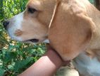 Beagle Dog for Crossing