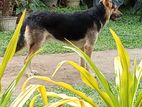 Lion Shepherd Dog for Crossing