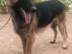 German Shepherd Dog for Crossing