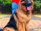 German Shepherd Long Coat Dog Crossing