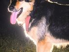 German Shepherd Dog for Crossing