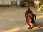Dachshund Dog for Crossing