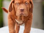 Dog De Bordeaux (french Mastiff )puppies