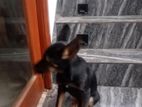 German Shepherd Puppy