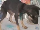 Dog For A Kind Home