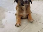 Puppies For Kind Home
