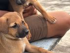Dog For A Kind Home
