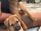 Dog for A Kind Home