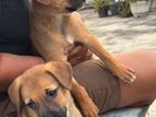 Dog for A Kind Home