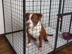 Dog for a kind home