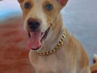 Dog For A Kind Home