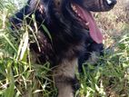 German Shepherd Dog For Crosing