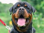 Rottweiler Dog for Crossing