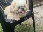Shih Tzu Dog for Crossing