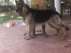 German Shepard Dog for Crossing