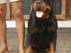 Rotweiler Dog for Crossing