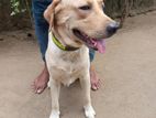 Labrador Dog for Crossing