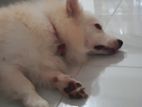 Japanese Spitz Dog for Crossing