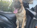 German Shepherd Dog for Crossing