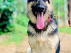 German Shepherd for Crossing