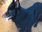 Belgian Shepherd Dog for Crossing