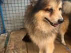 Lion Pomeranian Dog for Crossing