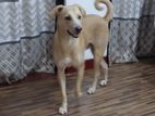 Dog for Kind Home