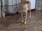 Dog for Kind Home