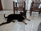 Dog for Kind Home