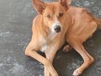 Dog for Kind Home