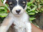Dog for Kind Home