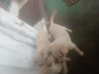 Puppies for Kind Home