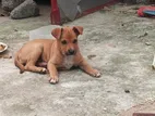 Dog for Kind Home