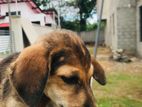 Dog for Kind Home