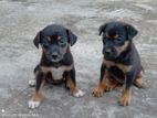 Dog for Kind Home