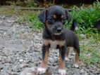 Dog for Kind Home