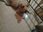 Dog for Kind Home