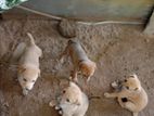 Puppies for Kind Home