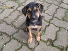 Dog for Kind Home