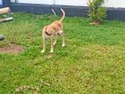 Dog For Kind Home