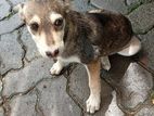 Dog for Kind Home