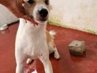 Dog for Kind Home